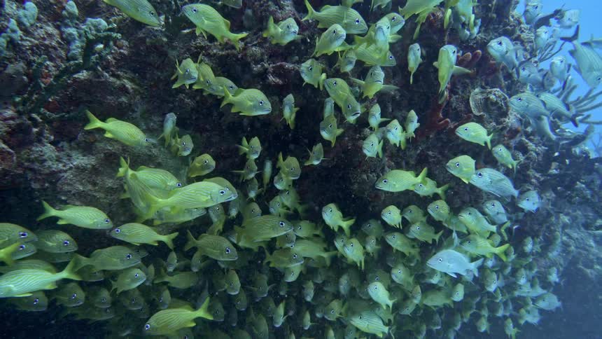 School of fish feeding on a coral