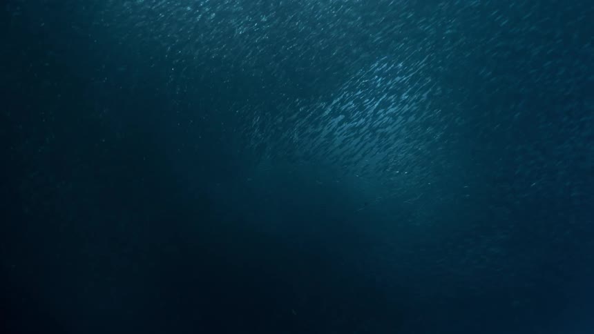 School of fish swimming together in motion in the blue sea
