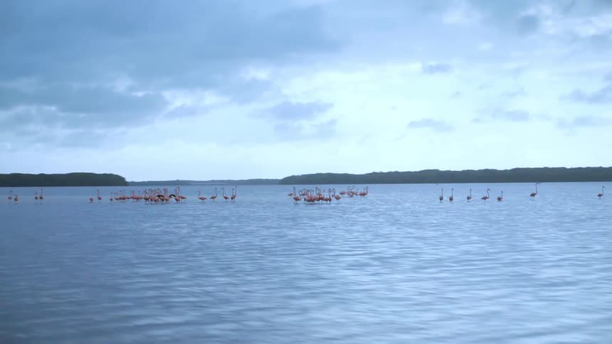 A flock of flamingos are standing on the surface of the water