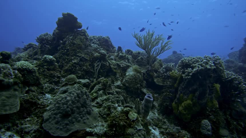 Tropical fish swimming over a coral reef
