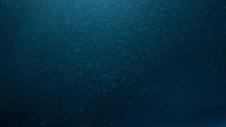 A school of small fish swimming together below the water