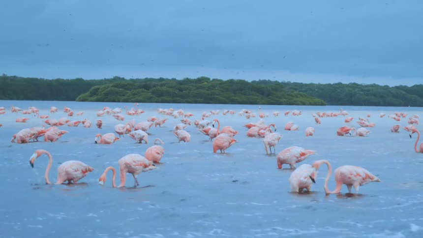 A flock of flamingos are wading in the water and eating fish along the coast