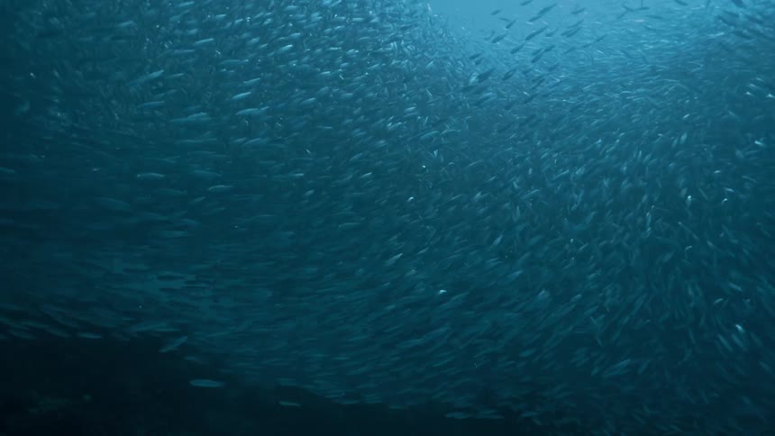 Deep under the ocean fishes are swimming in different directions