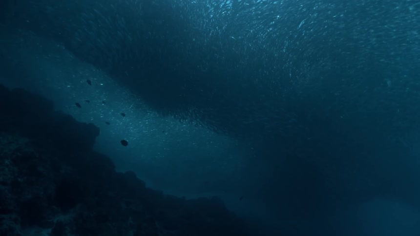 View from inside the sea with schools of fish and sunlight reflection