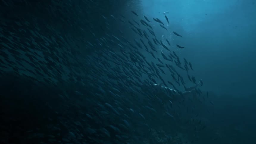 A scuba diver chases a school of fish away