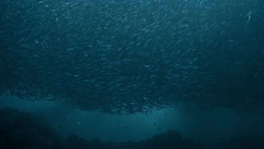 School of fish in the middle of the blue sea