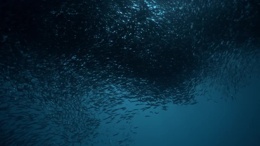 A large school of fish swim together underwater