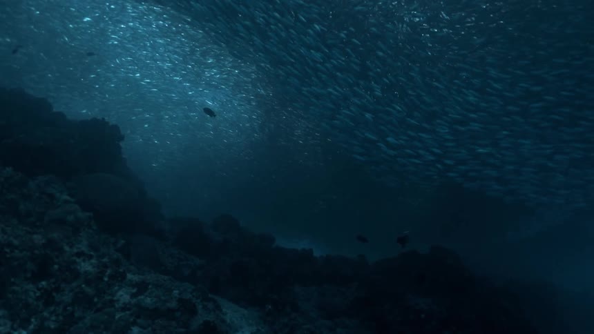 Underwater school of fish