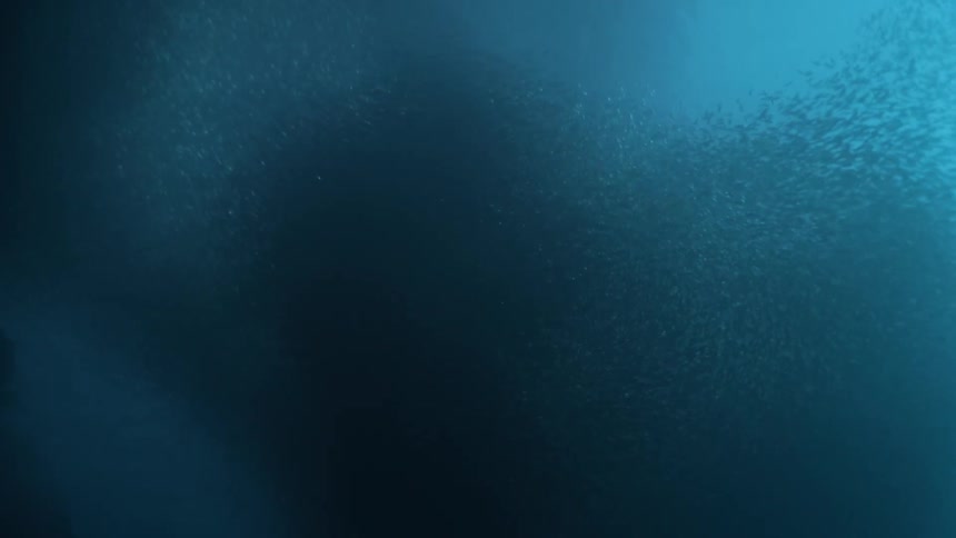 Large school of fish swarms through murky ocean