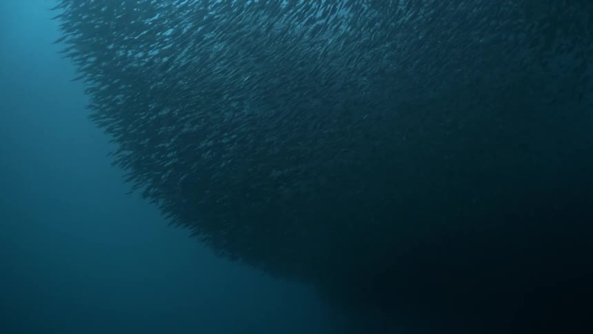 School of fish swimming through the sea