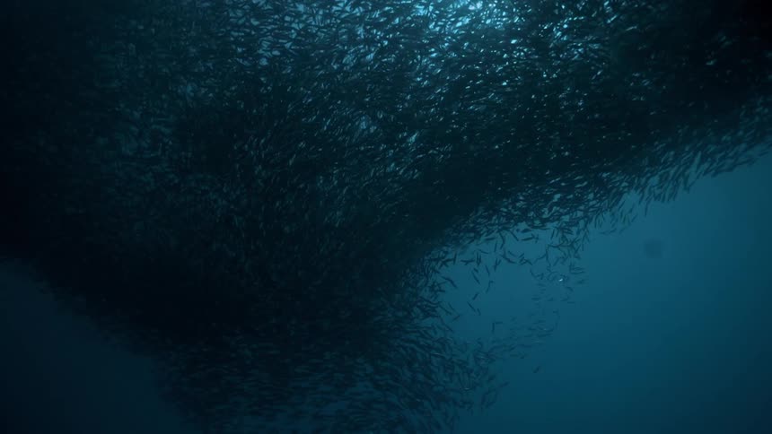 From inside the sea with schools of fish and sunlight reflection