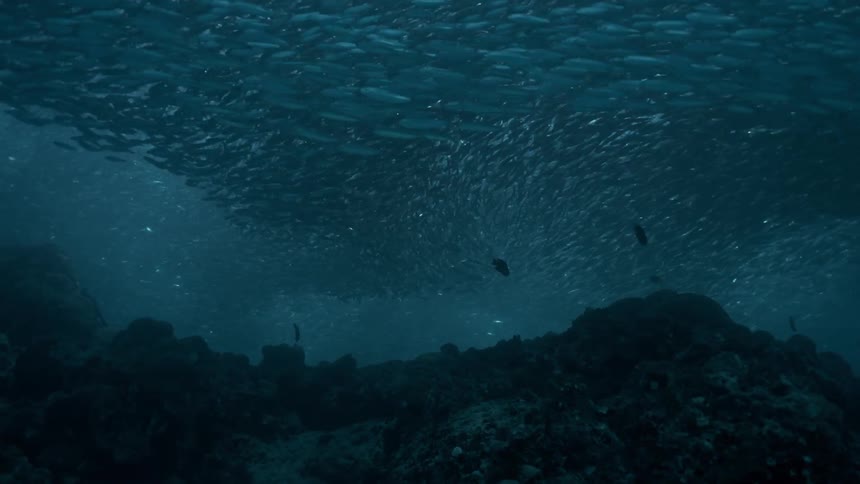 Huge shoal of fish over a coral reef