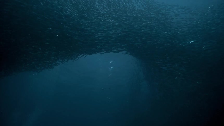 School of fish swimming through the sea