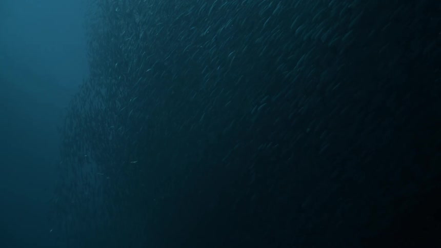 Series of fishes swimming deep down the ocean