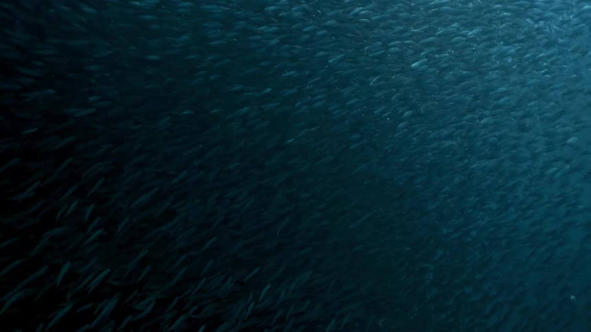 Under the ocean so many fishes swimming around