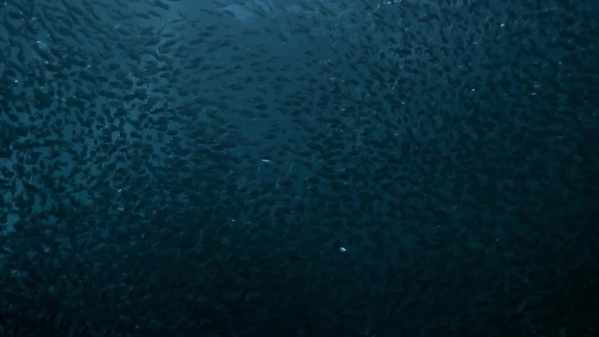 Fishes swimming under the ocean
