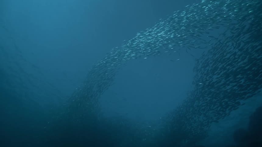 View from inside the sea with schools of fish