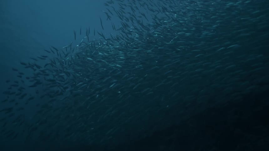 Series of fish swimming under water in the ocean