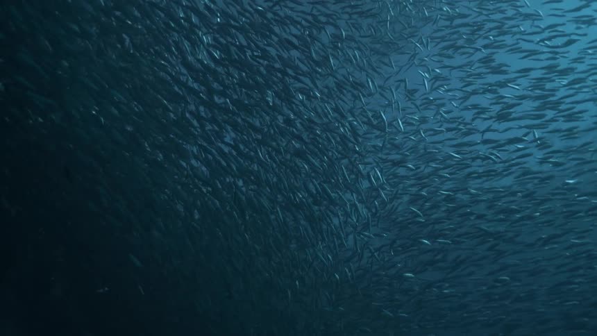 A large group of fish swim together underwater