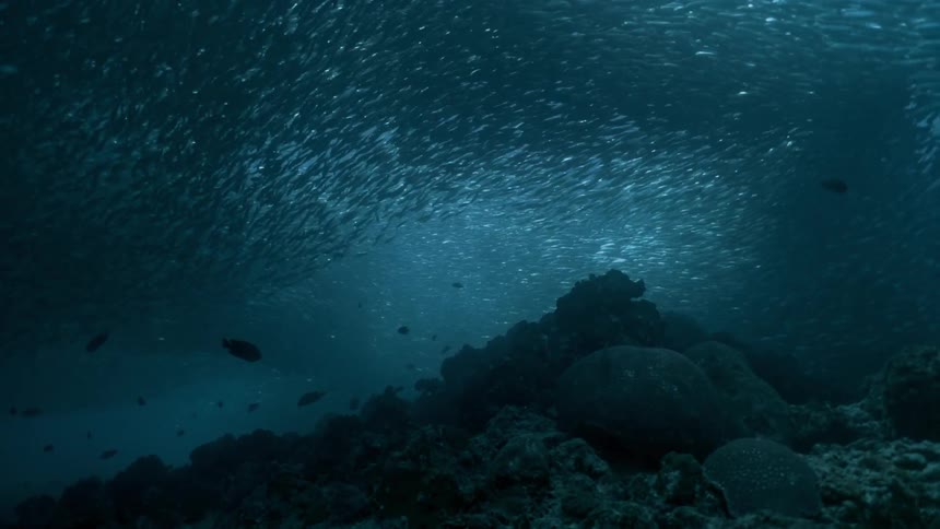 Underwater is full of many fish