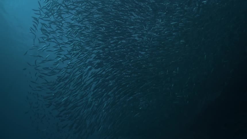 A large school of fish swim in the dark waters