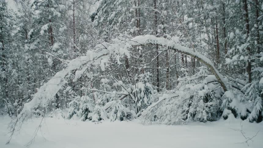 The forest is covered in snow