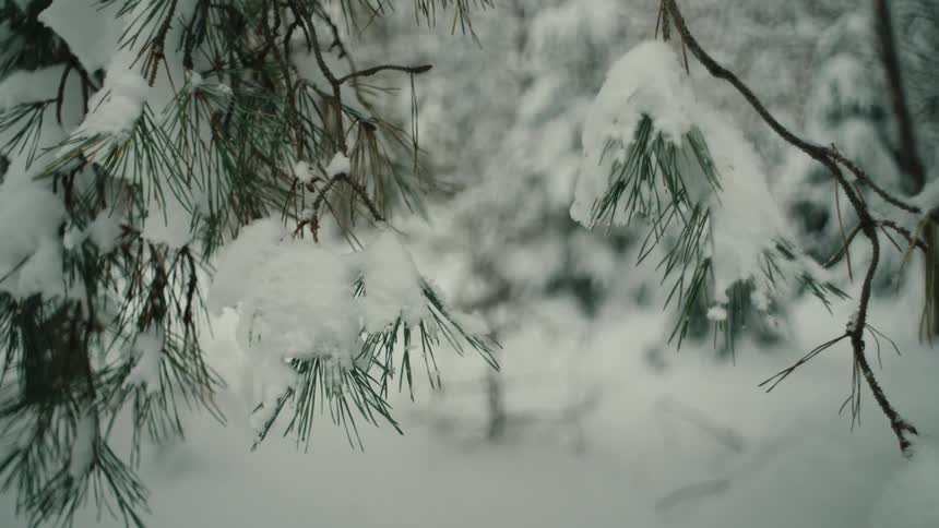 The forest is covered in snow