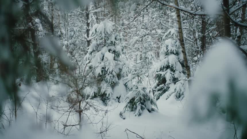 Snow and ice densely cover forest trees in winter