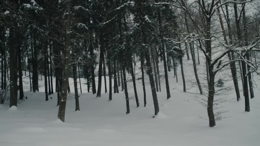 A forest with leafless trees covered in snow