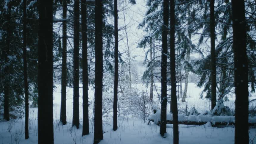 The forest is covered with snow