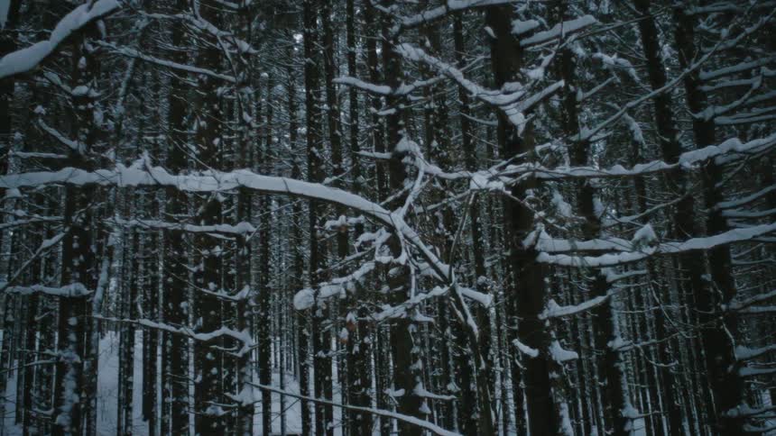 A dense forest covered in snow