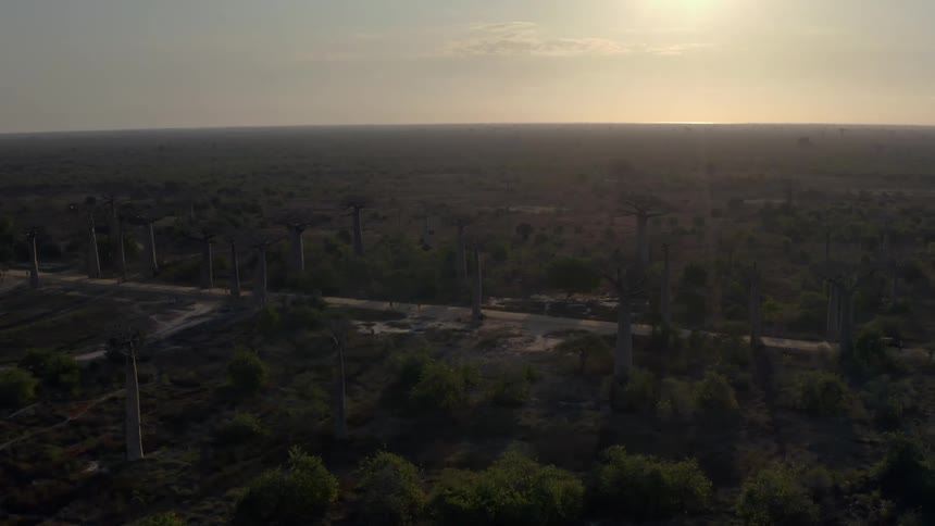 Aerial view of avenue of the baobabs at sunset