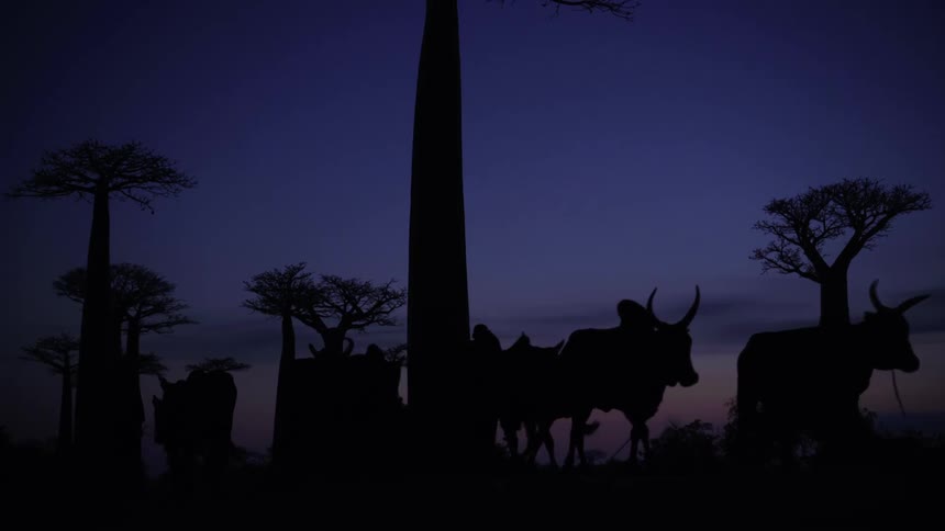 Herd of cattle walking under a purple evening sky