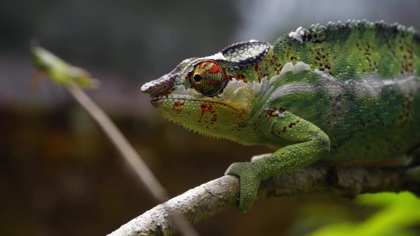 The chameleon is sitting on the branch