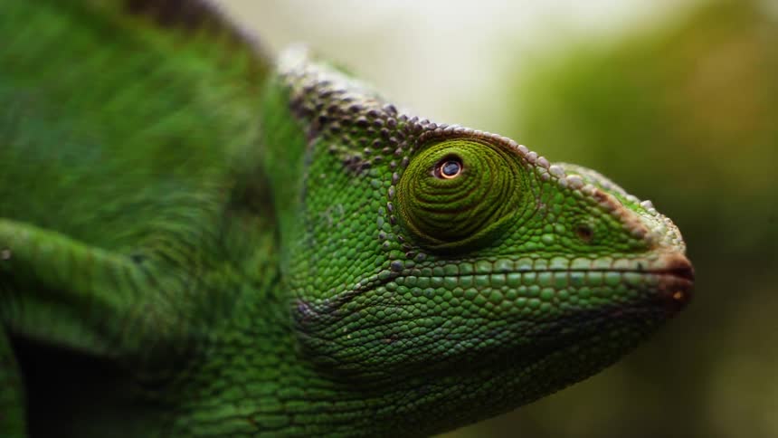 Close up of a green parsons chameleon