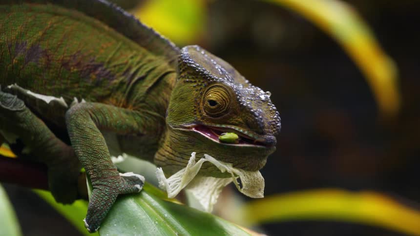 A reptile eating a grasshopper during the day