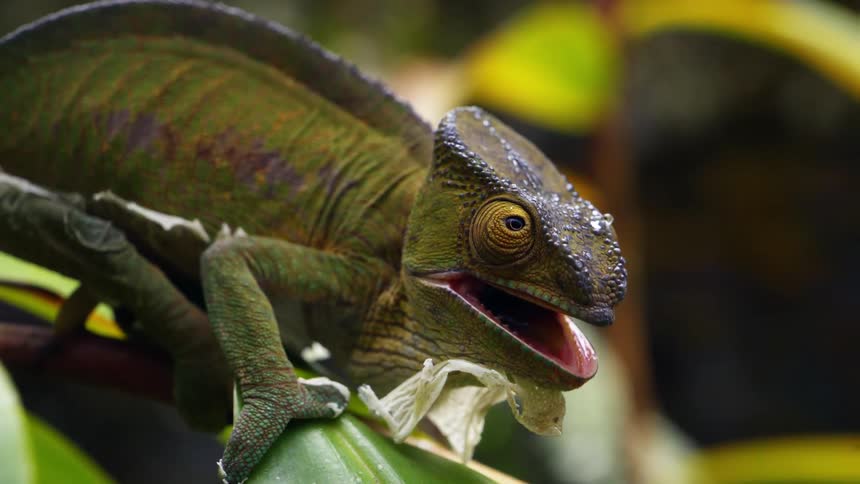 Close up of parsons chameleon sitting on a green leaf