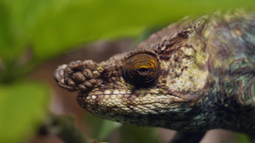 A closeup of the intricate details of calumma brevicorne