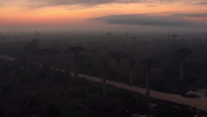 Aerial view of a savannah with giant trees and a reddish dawn sky
