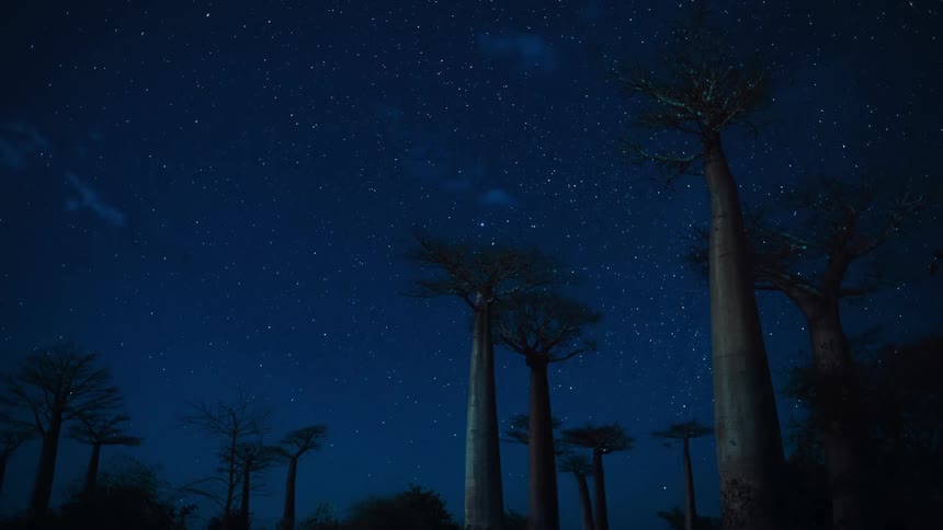 The avenue of the baobabs beneath a starry sky