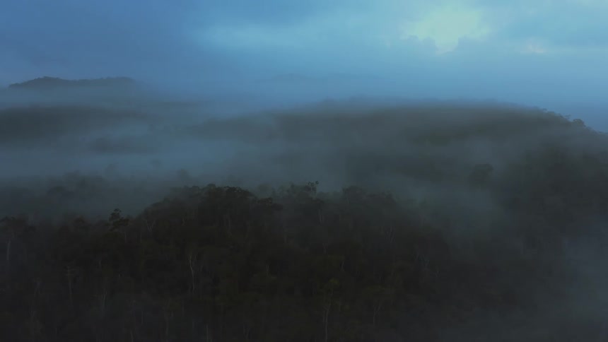 Heavy fog covers the rain forest
