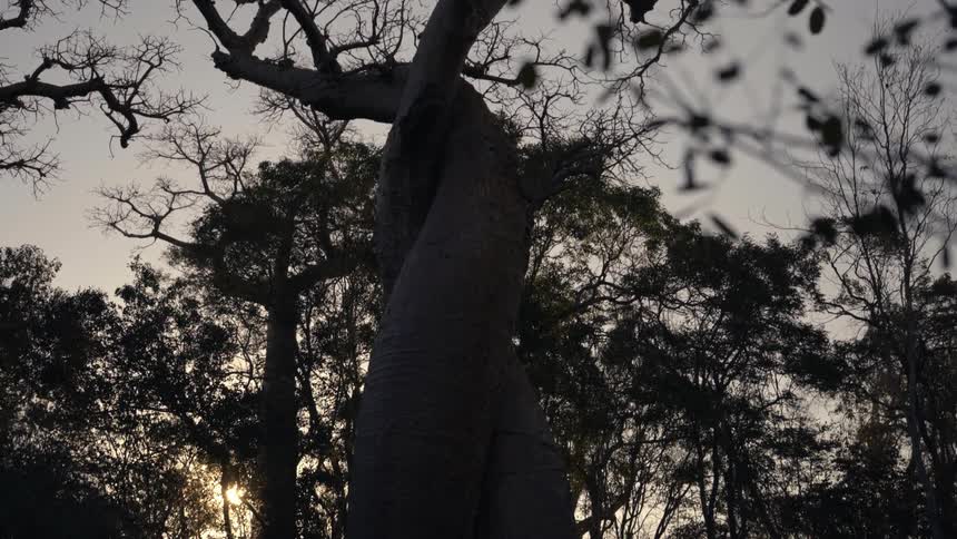 A forest filled with trees at sundown