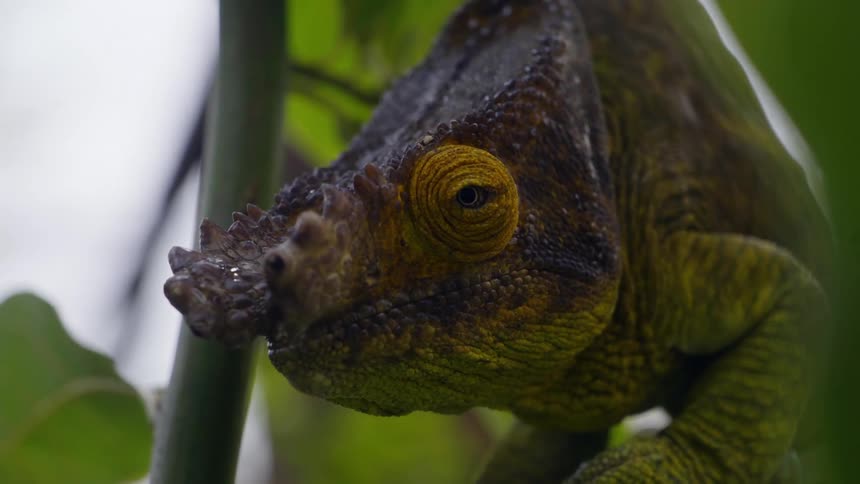 Close up of green parsons chameleon sitting on a branch
