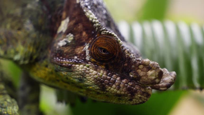 A chameleon sitting on a tree branch in the jungle