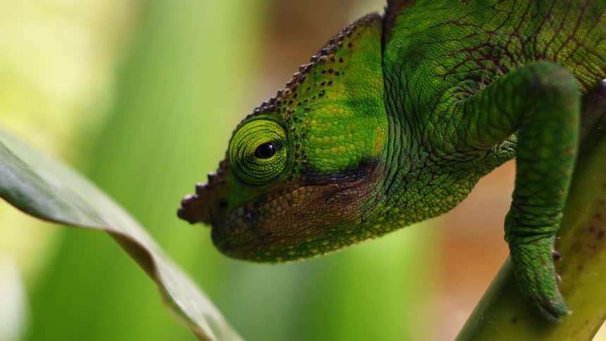 A chameleon is sitting on the branch