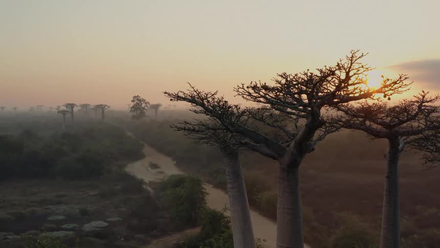 The sun is rising on the savanna