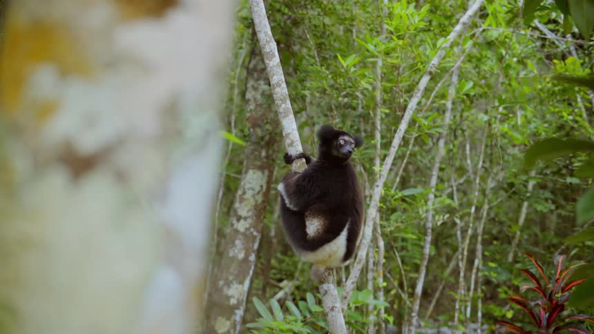 A lemur hanging from a tree trunk in the forest
