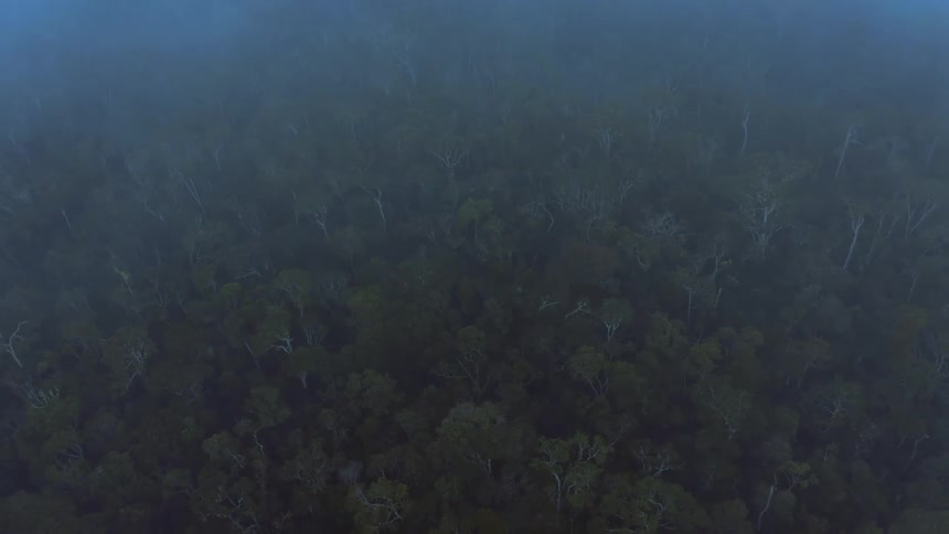 Aerial of rainforest with fog during daytime