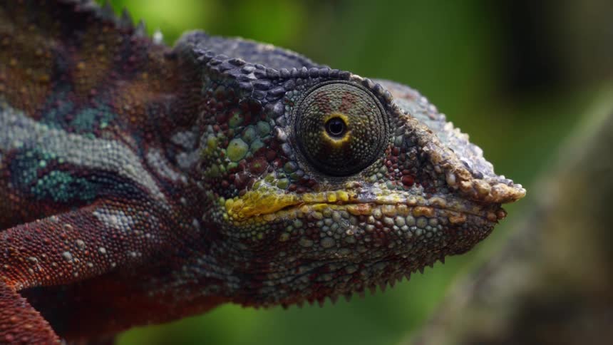 A chameleons in the rain forest