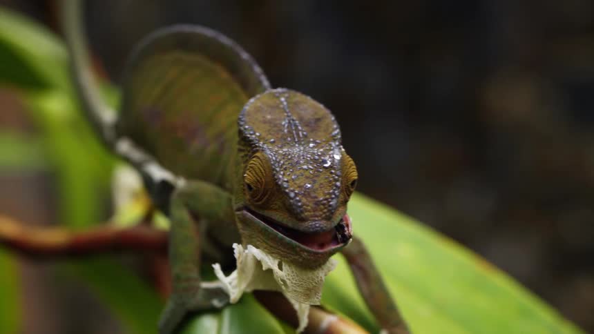 A closeup captures a green parsons chameleon chewing on an insect
